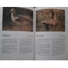 Aves de las lagunas de Villafáfila (Zamora)
